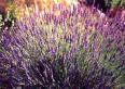 lavender aromatherapys
