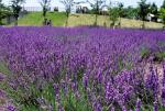 lavender aromatherapy essential oil