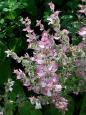 clary sage aromatherapy essential oil