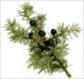 juniper berry aromatherapy essential oil
