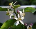 neroli aromatherapy essential oils