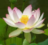 Lotus Absolute