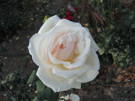Rose Absolute Aromatherapy